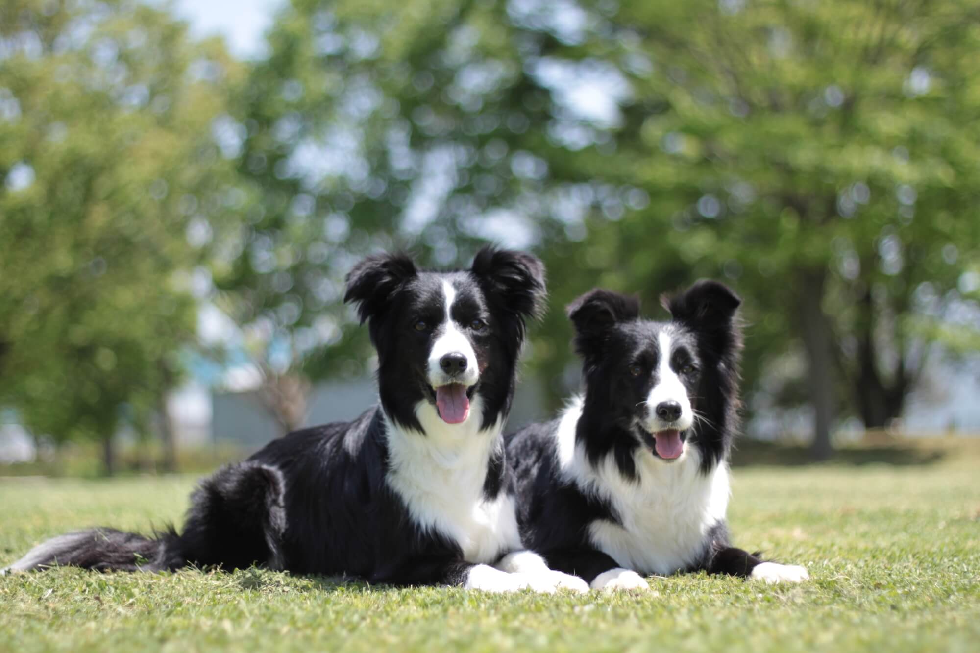 ボーダーコリーの性格とは？特徴や飼い方など徹底解説